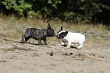 BOULEDOGUE FRANCAIS 155